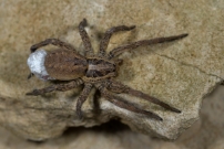 La Lycose tarentuline ou Tarentule radie ou Fausse tarentule ou encore Hogna raye. Une femelle et sa progniture (Araneae - Lycosidae - Hogna radiata) Aprs cette photo, l'araigne est tombe de son support et a perdu son cocon. Les 9 photos suivantes montrent ma tentative de le lui restituer, ce qui a abouti !